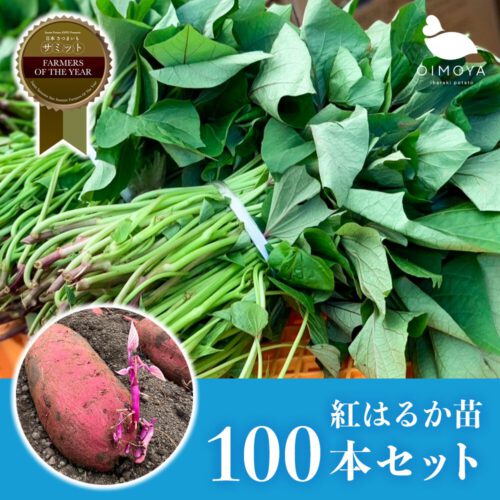 ≪100本セット≫茨城県産紅はるか さつまいも苗 (切り苗) 予備苗付き