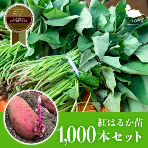 ≪1,000本セット≫茨城県産紅はるか さつまいも苗 (切り苗) 予備苗付き