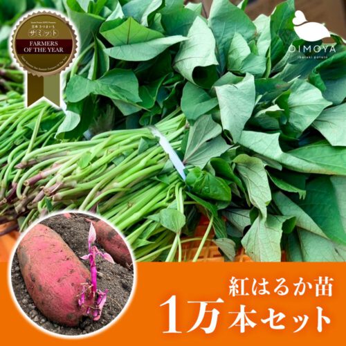 ≪1万本セット≫茨城県産紅はるか さつまいも苗 (切り苗) 予備苗付き