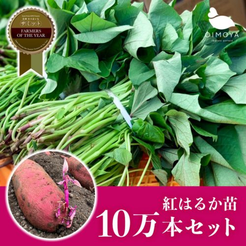 ≪10万本セット≫茨城県産紅はるか さつまいも苗 (切り苗) 予備苗付き