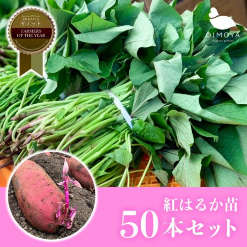 ≪50本セット≫茨城県産紅はるか さつまいも苗 (切り苗) 予備苗付き